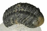 Bargain, Austerops Trilobite - Visible Eye Facets #186724-2